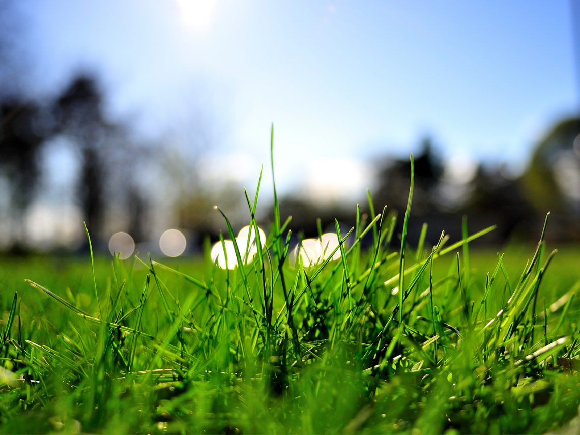 Do-it-yourself lawn grass planting sa bansa