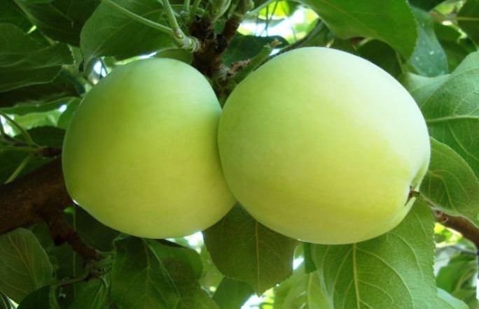 Epal Putih mengisi: dari taman terus ke meja Apple White mengisi ciri-ciri dan penerangan pelbagai
