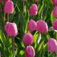 Tulip selepas berbunga: apa yang perlu dilakukan dengan bunga tulip selepas mereka berbunga