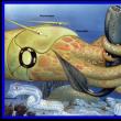 Starodavni oceani Grebeni, ki so jih ustvarile živali