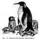 حقائق مثيرة للاهتمام حول طيور البطريق