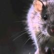 쥐의 수탉의 해는 몇 년입니까?