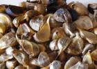 Black garlic: benefits and harm, its use and preparation Do-it-yourself black garlic