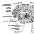 Funkcije limbičnega sistema