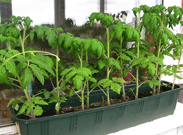 Bagaimana untuk menanam tomato untuk jadual Tahun Baru