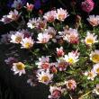 Daisyn kaltaiset kukat - yksivuotisten kukkien, kuten päivänkakkarat, päätyypit