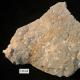 Ősi kövületek: bryozoák, krinoidok és mások Mohakolónia kialakulása lárvából
