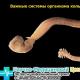Allgemeine Merkmale der Art Ringelwürmer - Annelida