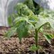Bagaimana untuk menanam tomato tanpa anak benih
