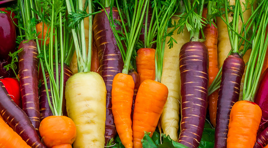 Wann werden Karotten im Freiland gepflanzt?