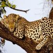 Atšķirība starp jaguāru un leopardu