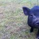 돼지 꿈을 많이 꾸는 이유는 무엇입니까?